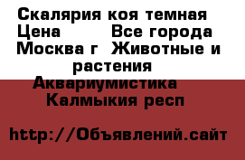 Скалярия коя темная › Цена ­ 50 - Все города, Москва г. Животные и растения » Аквариумистика   . Калмыкия респ.